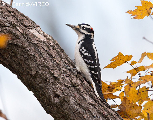 Hairy Woodpecker